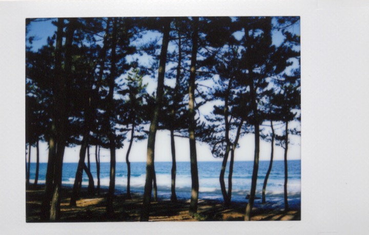 Trees and sea photographed on Polaroid film