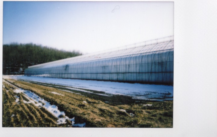Greenhouse landscape recorded on Polaroid