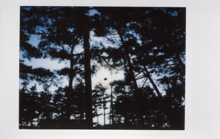 Trees and low sun silhouetted against the evening sky