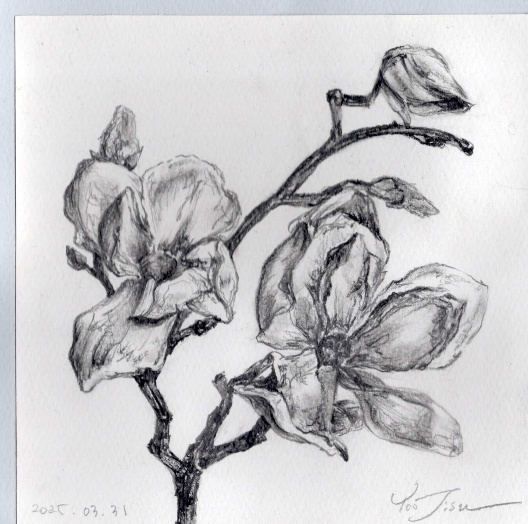 Polaroid of a flower drawing